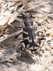 Cicindela tranquebarica