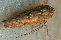 Paraphlepsius irroratus