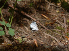 Lomographa semiclarata