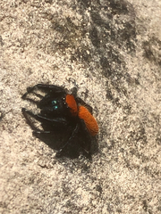 Phidippus apacheanus
