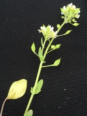 Cochlearia officinalis