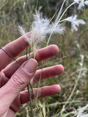 Andropogon ternarius