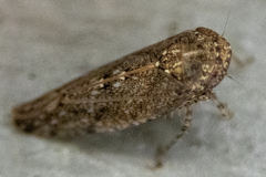 Paraphlepsius irroratus