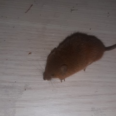 Micromys minutus