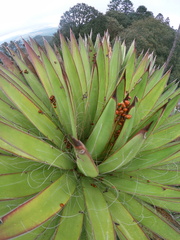 Agave filifera