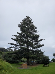 Araucaria heterophylla