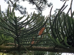 Araucaria heterophylla