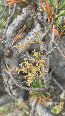 Arceuthobium campylopodum