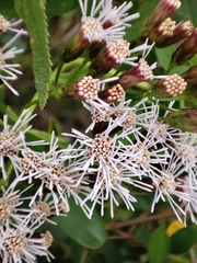 Aristeguietia salvia