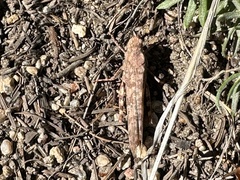 Trimerotropis verruculata