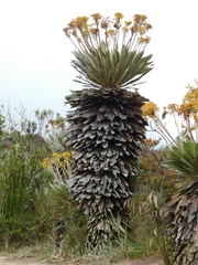 Espeletia corymbosa