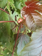 Jatropha gossypiifolia