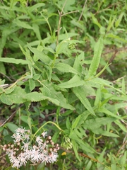 Aristeguietia salvia