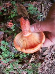 Lactarius salmonicolor