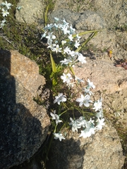 Zephyra compacta