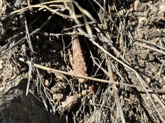 Trimerotropis verruculata