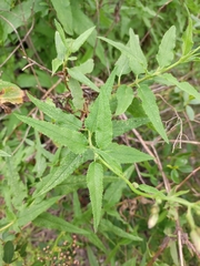 Aristeguietia salvia