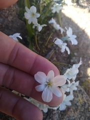 Zephyra compacta