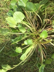 Cochlearia danica