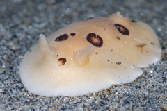 Diaulula sandiegensis