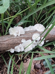 Crepidotus variabilis