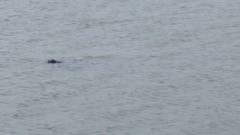 Trichechus manatus