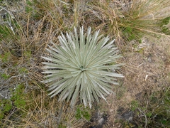 Espeletia argentea