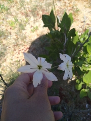 Leucocoryne appendiculata