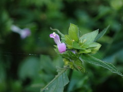 Dicliptera chinensis