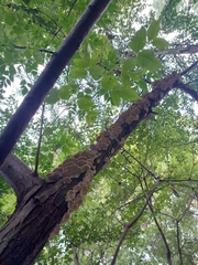 Crepidotus variabilis