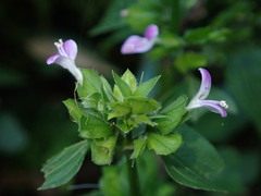Dicliptera chinensis