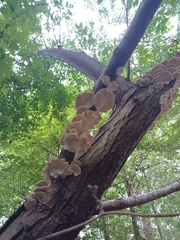 Crepidotus variabilis