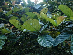 Ficus benguetensis