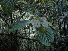 Ficus benguetensis