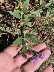 Verbena rigida