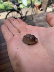 Testacella haliotidea