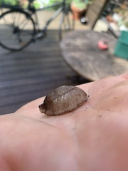 Testacella haliotidea