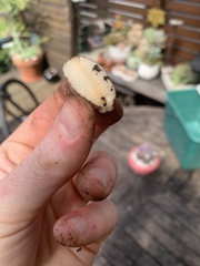 Testacella haliotidea