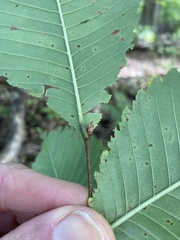 Ulmus thomasii