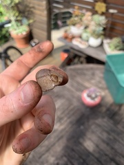 Testacella haliotidea