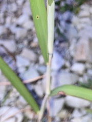 Alopecurus aequalis