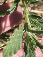 Verbena rigida