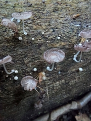 Coprinopsis
