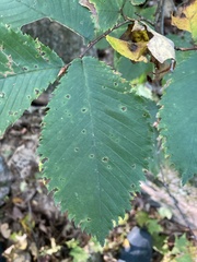 Ulmus thomasii