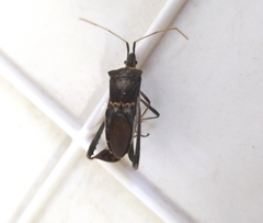 Leptoglossus zonatus