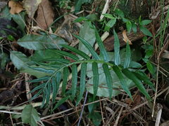 Angiopteris lygodiifolia