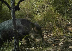 Tayassu pecari