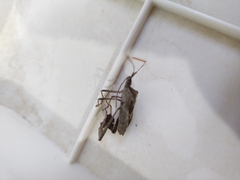Leptoglossus zonatus