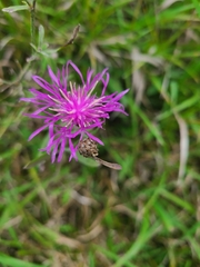 Centaurea stoebe