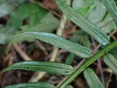 Angiopteris lygodiifolia